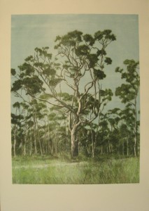 Gum tree (colour)